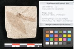 Foto (Objekt + Etikett) von Quercus palaeoilex Ettingshausen (NHMW-GEO-2024-0188-8103)